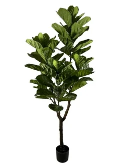 PIANTA FICUS LYRATA C-VASO 60FOGLIE H180