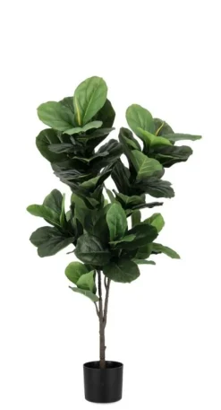 PIANTA FICUS LYRATA C-VASO 72FOGLIE H120