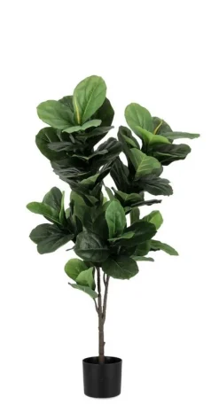 PIANTA FICUS LYRATA C-VASO 72FOGLIE H120