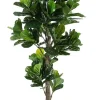 PIANTA FICUS LYRATA C-VASO 153FOGL H190