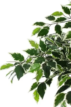 PIANTA FICUS VARIEGATO C-VASO X760F H120