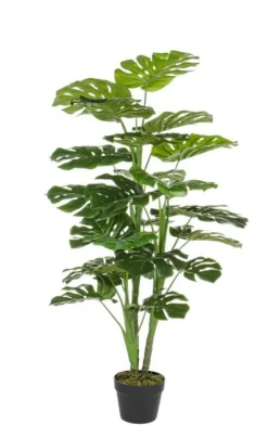 PIANTA FILODENDRO C-VASO 23FOGLIE H120CM