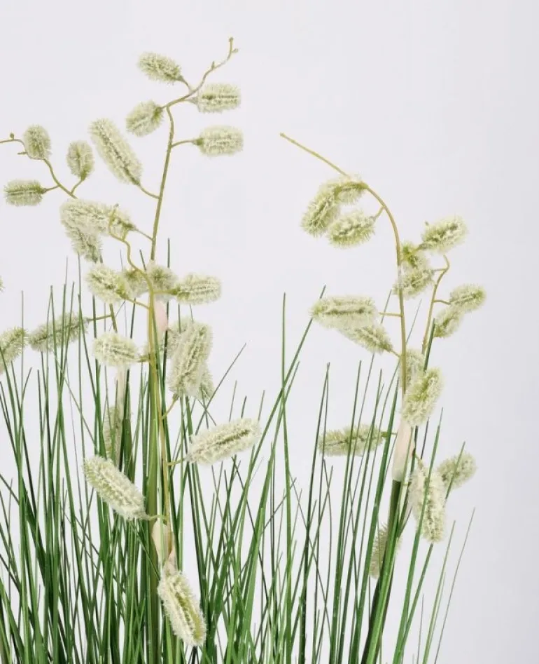 PIANTA GREVILLEA BIANCO C-VASO X5F H100