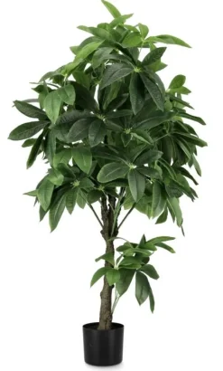 PIANTA PACHIRA AQUATICA C-VASO 360F H160