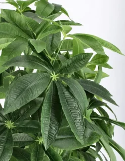 PIANTA PACHIRA AQUATICA C-VASO 360F H160