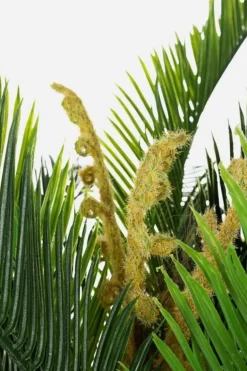 PIANTA PALMA C-VASO 36FOGLIE 2TR H150