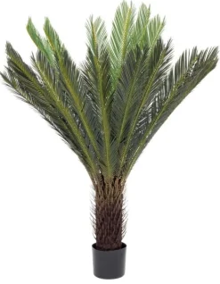 PIANTA PALMA CYCAS C-VASO 28FOGLIE H120