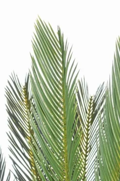 PIANTA PALMA CYCAS C-VASO 28FOGLIE H120