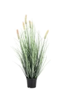 PIANTA PENNISETUM C-VASO H61