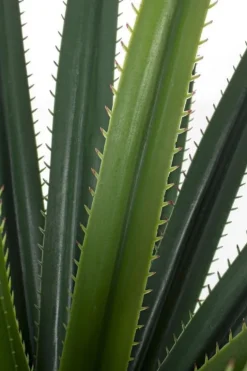 PIANTA RUSCACEAE C-VASO 28FOGLIE H90CM