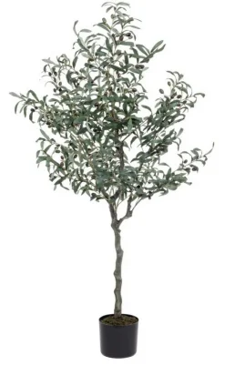 PIANTA ULIVO C-VASO 984FOGLIE H156