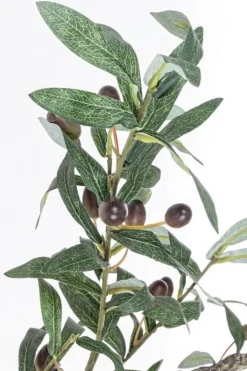 PIANTA ULIVO C-VASO 984FOGLIE H156