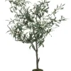 PIANTA ULIVO C-VASO 492FOGLIE H120