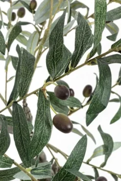 PIANTA ULIVO C-VASO 492FOGLIE H120