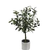 PIANTA ULIVO C-VASO H65