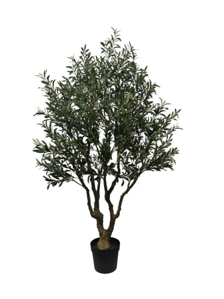 PIANTA ULIVO C-VASO H210