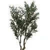 PIANTA ULIVO C-VASO H180