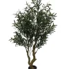 PIANTA ULIVO C-VASO H150