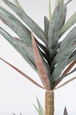 PIANTA YUCCA C-VASO 68FOGLIE H128