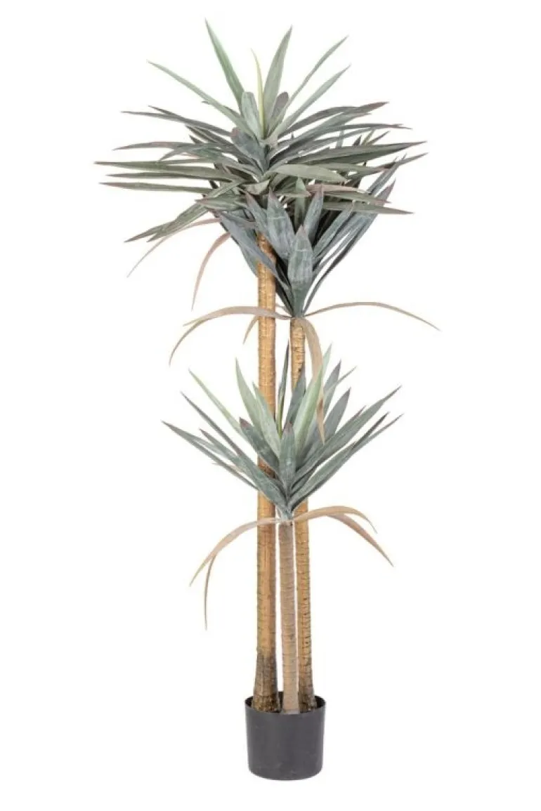 PIANTA YUCCA C-VASO 120FOGLIE H152