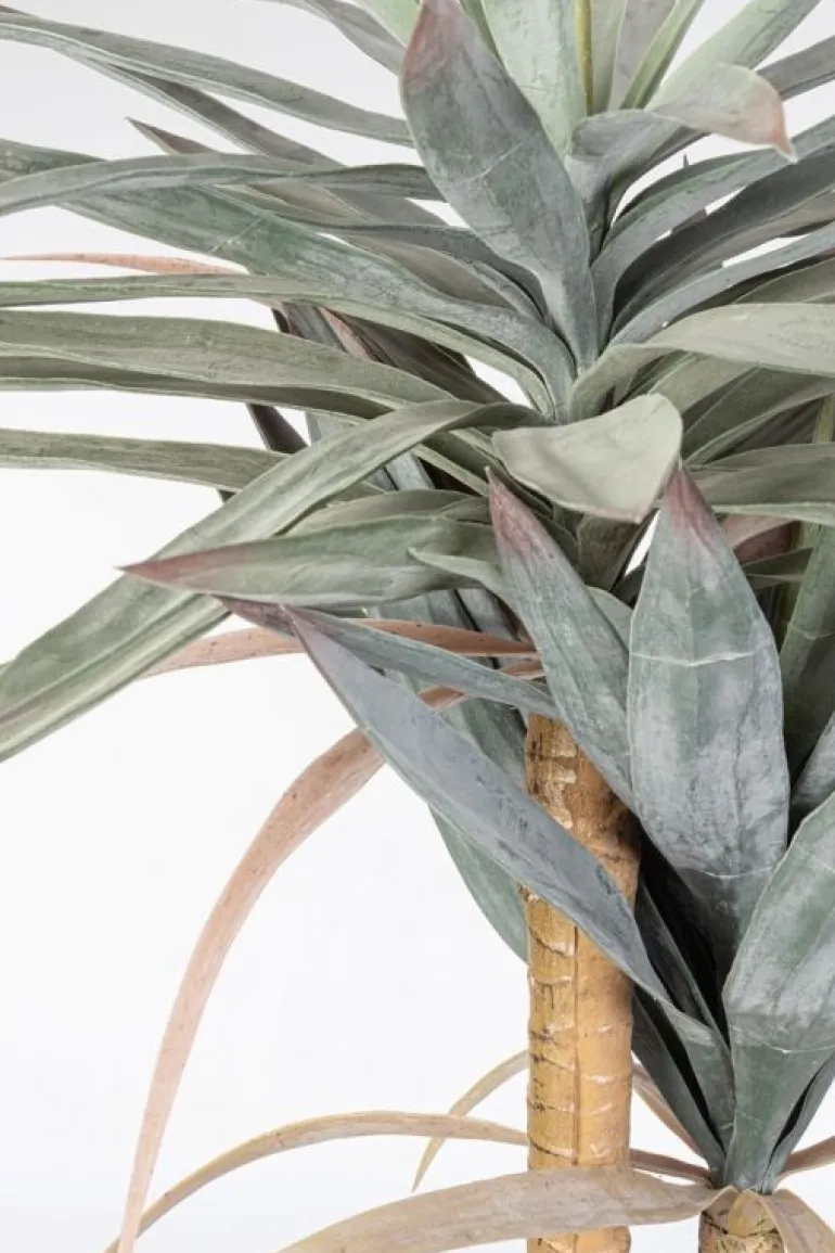 PIANTA YUCCA C-VASO 120FOGLIE H152