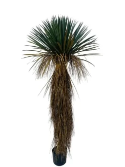 PIANTA YUKKA ROSTATA C-VASO H180