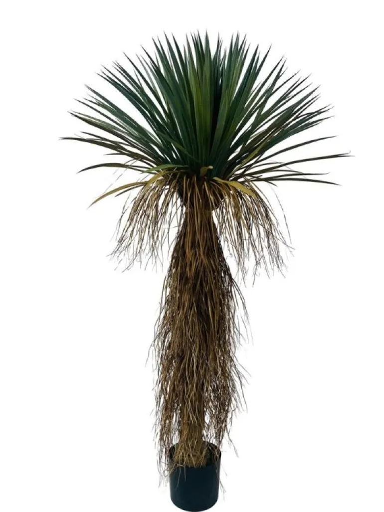 PIANTA YUKKA ROSTATA C-VASO H150