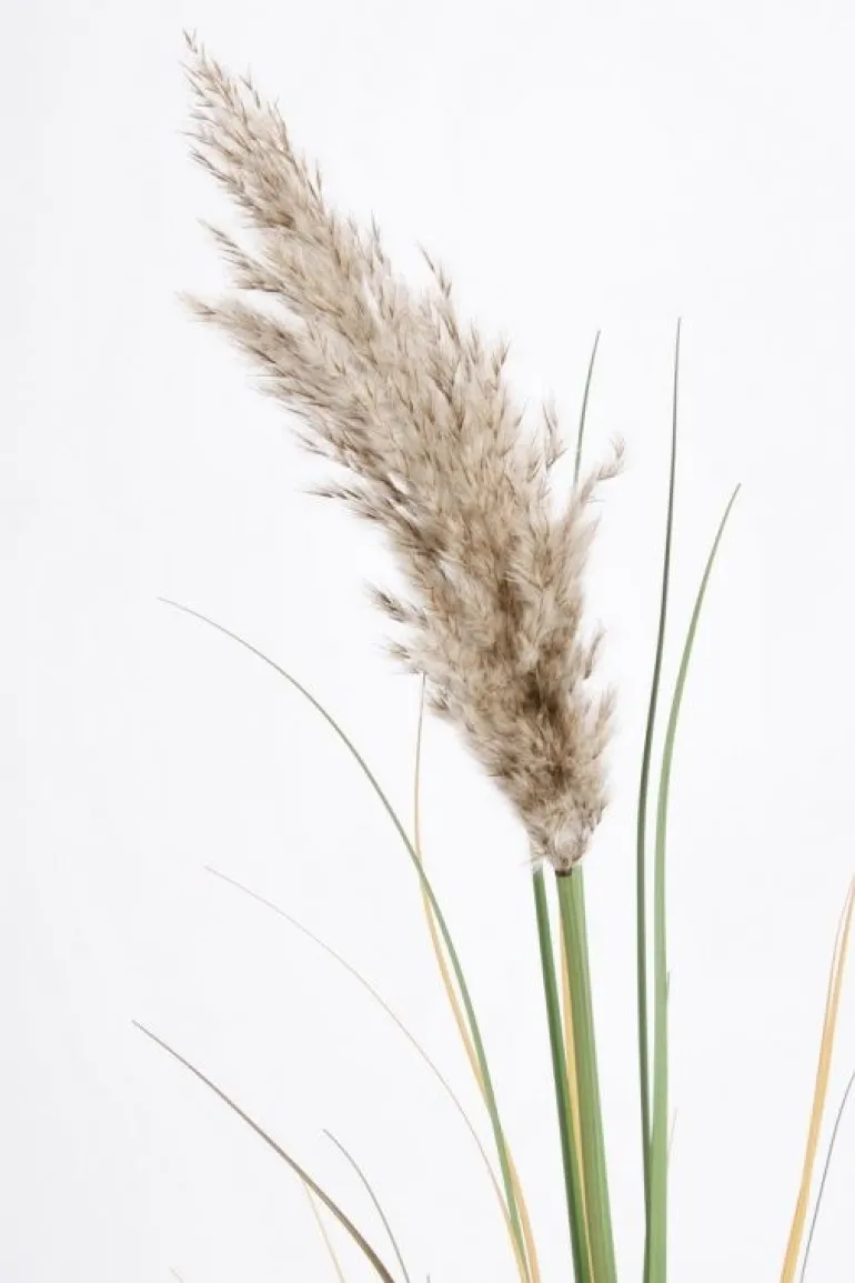 RAMO GYNERIUM PAMPAS H140