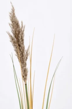 RAMO GYNERIUM PAMPAS H110