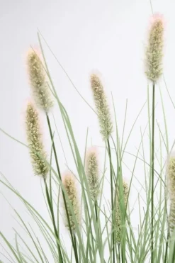 RAMO PENNISETUM H100