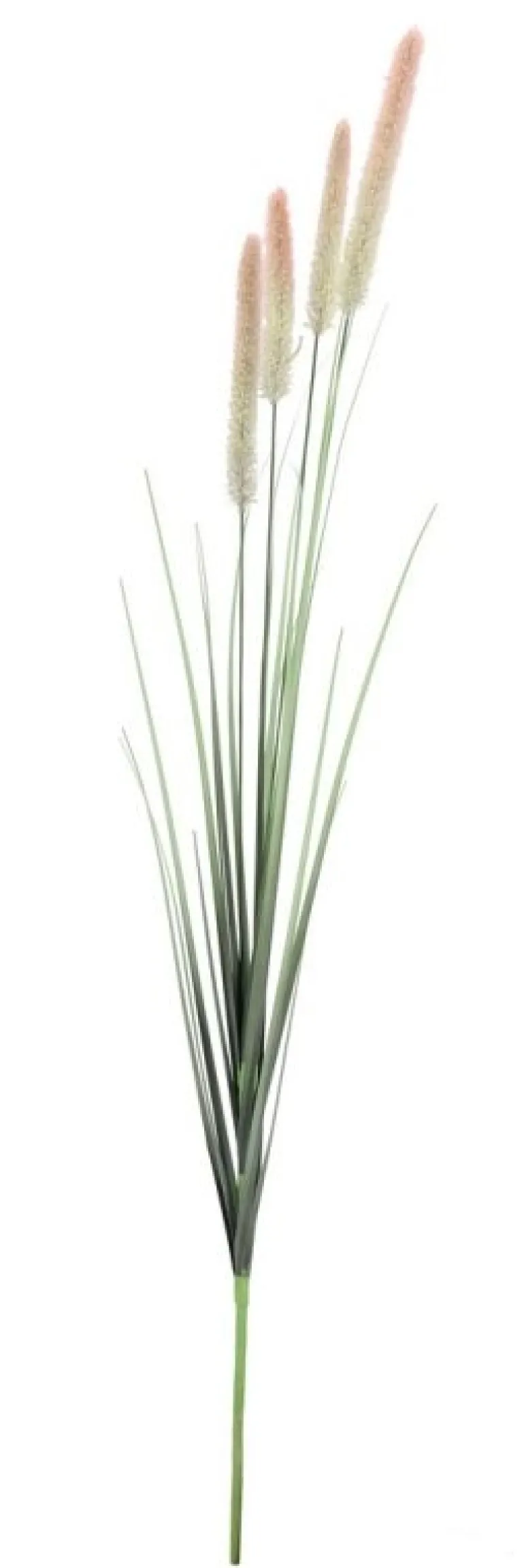 RAMO PENNISETUM H120