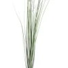 RAMO PENNISETUM H150