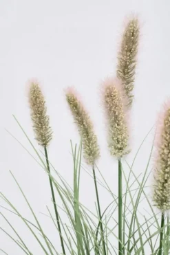 RAMO PENNISETUM H60